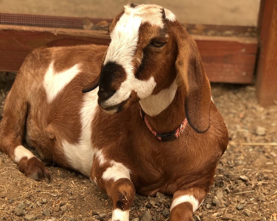 Brown goat