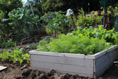 Community Gardens