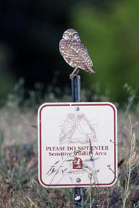 Burrowing Owl