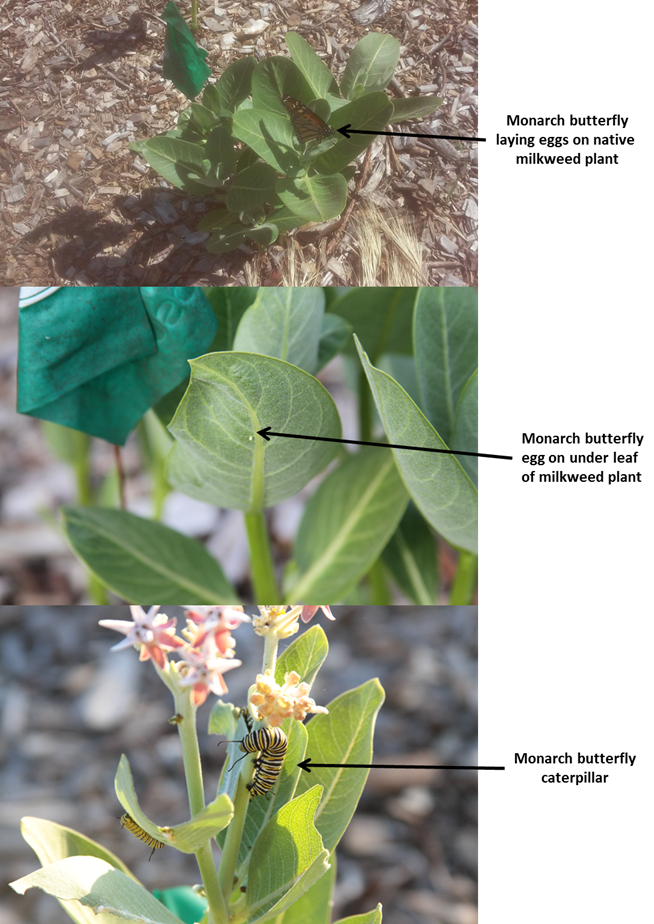 Monarch egg laying and caterpillar growth process