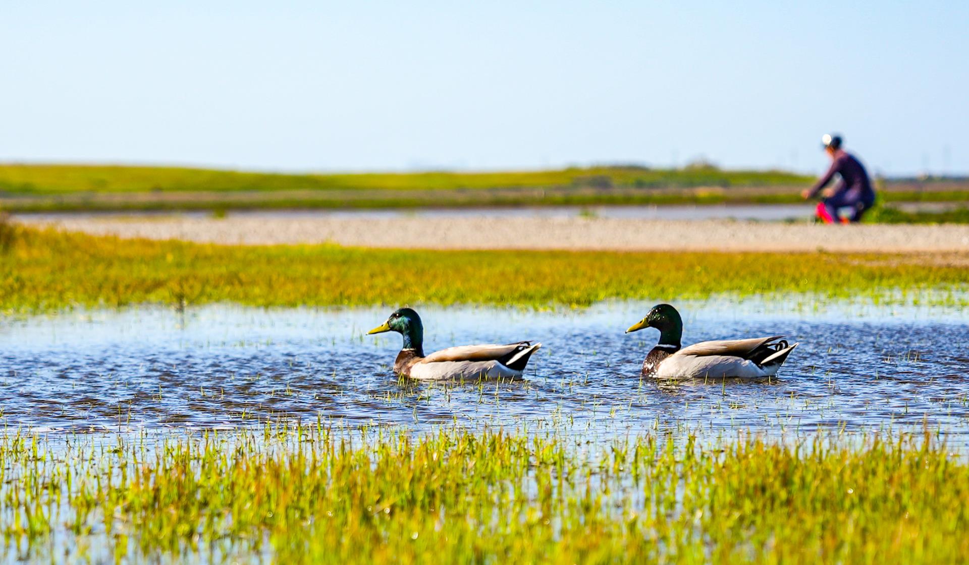 Explore Shoreline at Mountain View Regional Park