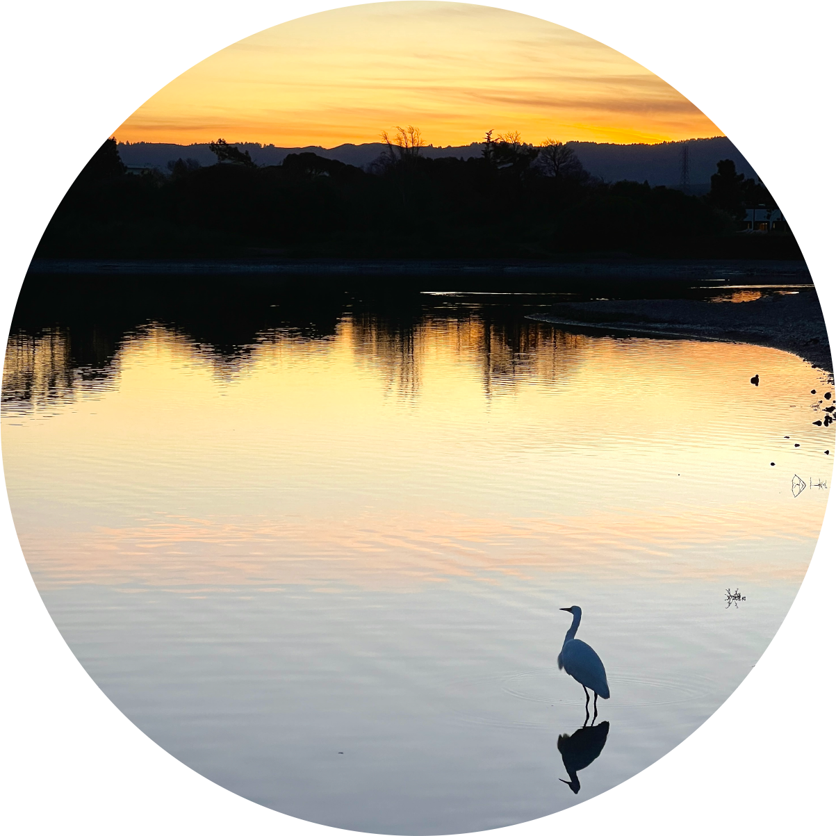 shoreline at sunset with bird in foreground