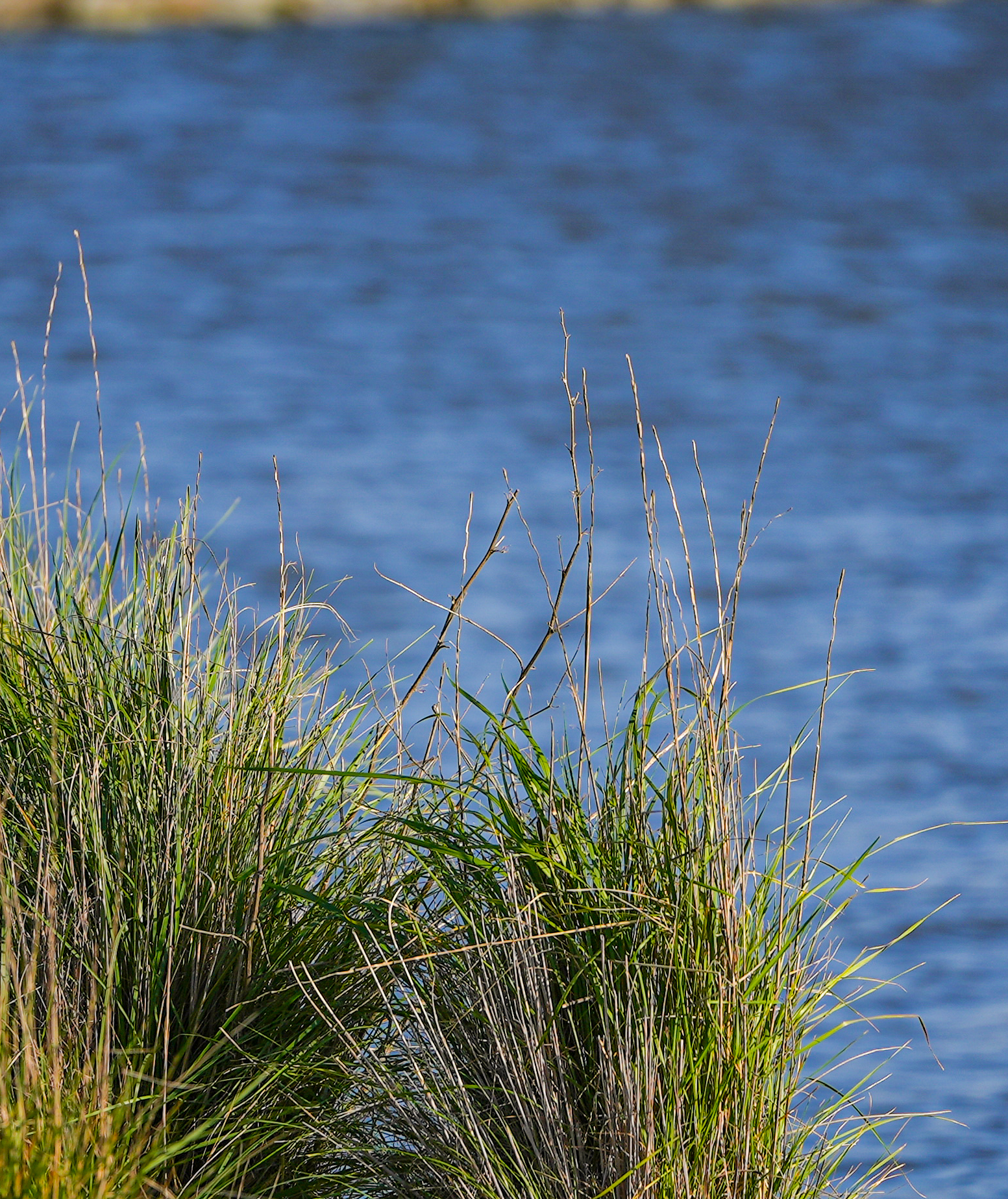 reeds with water