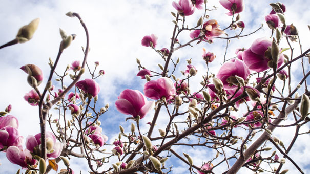 Spring-at-Rengstorff-Park